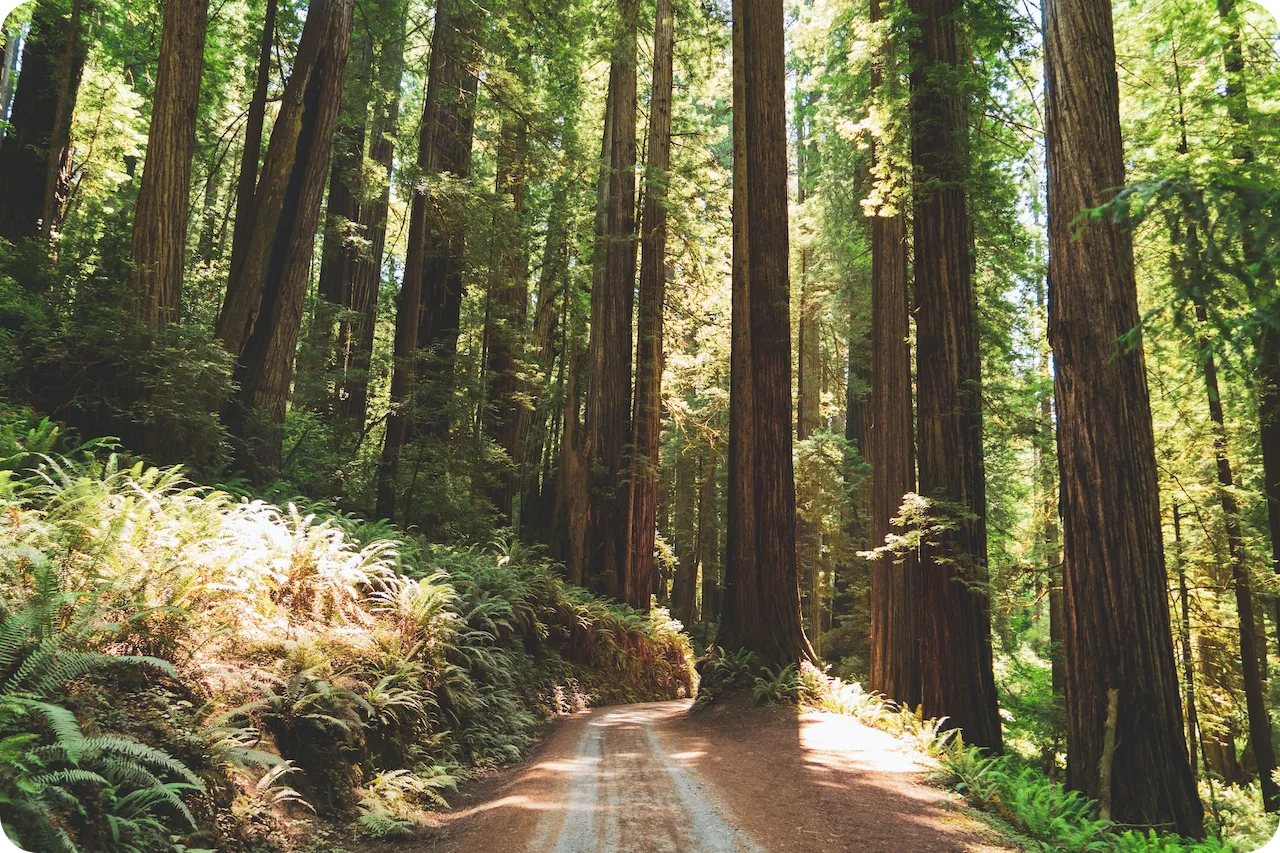 Sunlit path through a redwood forest.